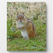 Eastern Chipmunk Fotoplatte (Vorderseite)