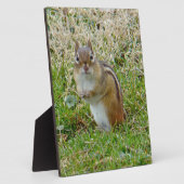 Eastern Chipmunk Fotoplatte (Seite)
