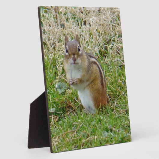 Eastern Chipmunk Fotoplatte (Seite)