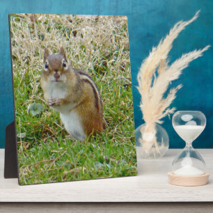 Eastern Chipmunk Fotoplatte