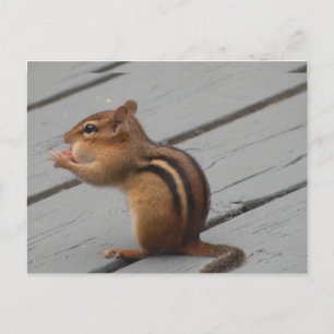Eastern Chipmunk Fütternd im südlichen Ontario Postkarte