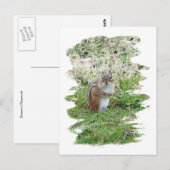 Eastern Chipmunk Postkarte (Vorne/Hinten)