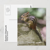 Eastern Chipmunk Postkarte (Vorne/Hinten)