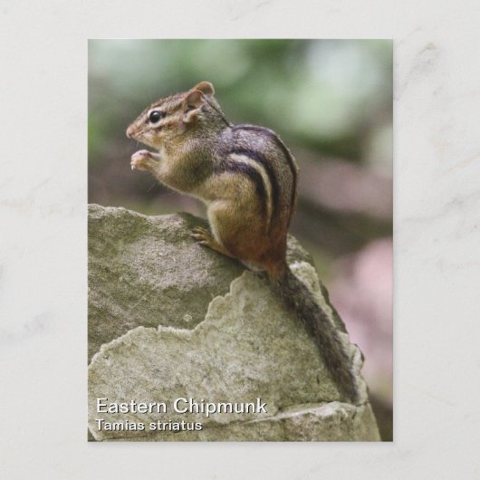 Eastern Chipmunk Postkarte (Vorderseite)
