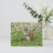 Eastern Chipmunk Postkarte (Stehend Vorderseite)