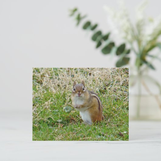 Eastern Chipmunk Postkarte (Stehend Vorderseite)