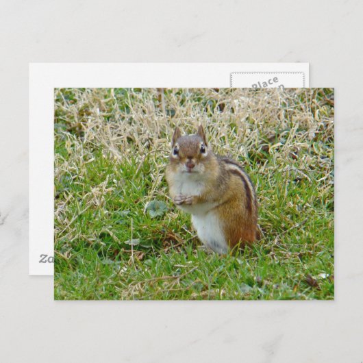 Eastern Chipmunk Postkarte (Vorne/Hinten)