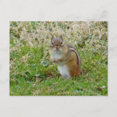 Eastern Chipmunk Postkarte (Vorderseite)