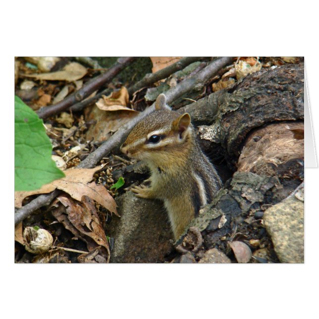 Eastern Chipmunk - Tamias striatus (Vorderseite (Horizontal))