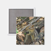 Eastern Chipmunk - Tamias striatus Magnet (Vorderseite/Rückseite)
