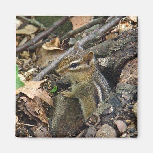 Eastern Chipmunk - Tamias striatus Magnet (Vorne)