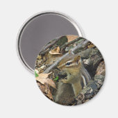 Eastern Chipmunk - Tamias striatus Magnet (Vorderseite/Rückseite)
