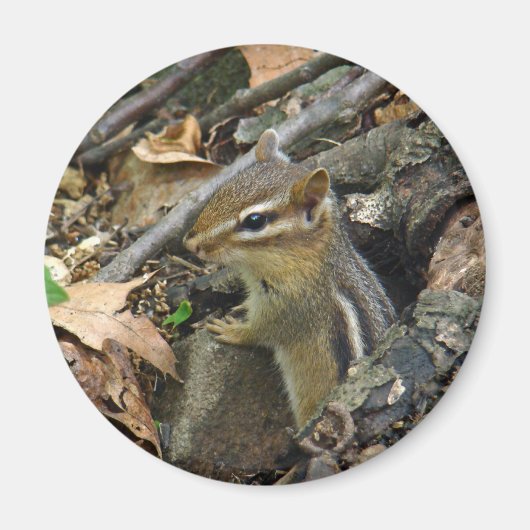 Eastern Chipmunk - Tamias striatus Magnet (Vorne)