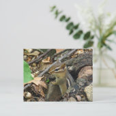 Eastern Chipmunk - Tamias striatus Postkarte (Stehend Vorderseite)