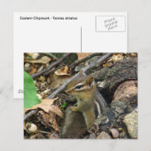 Eastern Chipmunk - Tamias striatus Postkarte (Vorne/Hinten)