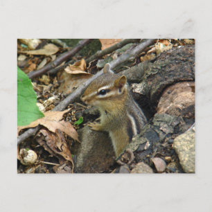 Eastern Chipmunk - Tamias striatus Postkarte