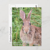 Eastern Cottontail Postkarte (Vorne/Hinten)