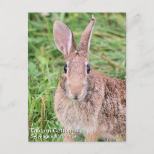 Eastern Cottontail Postkarte
