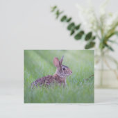 Eastern Cottontail Postkarte (Stehend Vorderseite)