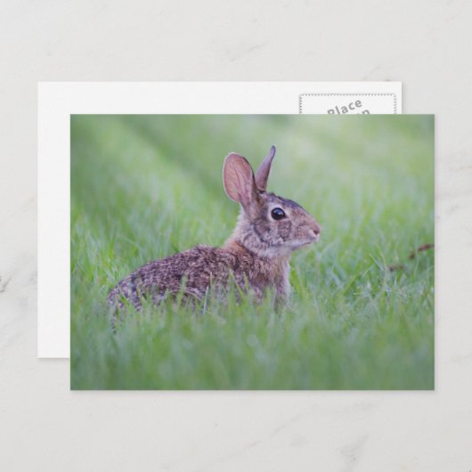 Eastern Cottontail Postkarte (Vorne/Hinten)