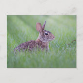 Eastern Cottontail Postkarte (Vorderseite)