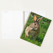 Eastern cottontail rabbit planer (Anzeige)