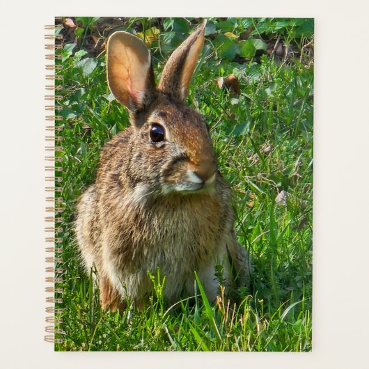 Eastern cottontail rabbit planer (Vorderseite)