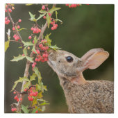 Eastern Cottontail | Südtexas Fliese (Vorderseite)