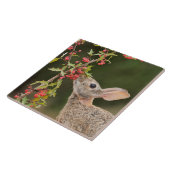 Eastern Cottontail | Südtexas Fliese (Seite)