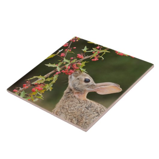 Eastern Cottontail | Südtexas Fliese (Seite)