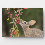 Eastern Cottontail | Südtexas Fotoplatte (Vorderseite)