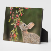 Eastern Cottontail | Südtexas Fotoplatte (Seite)
