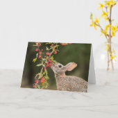 Eastern Cottontail | Südtexas Karte (Gelbe Blume)