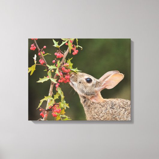 Eastern Cottontail | Südtexas Leinwanddruck (Vorderseite)