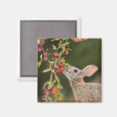 Eastern Cottontail | Südtexas Magnet (Vorderseite/Rückseite)