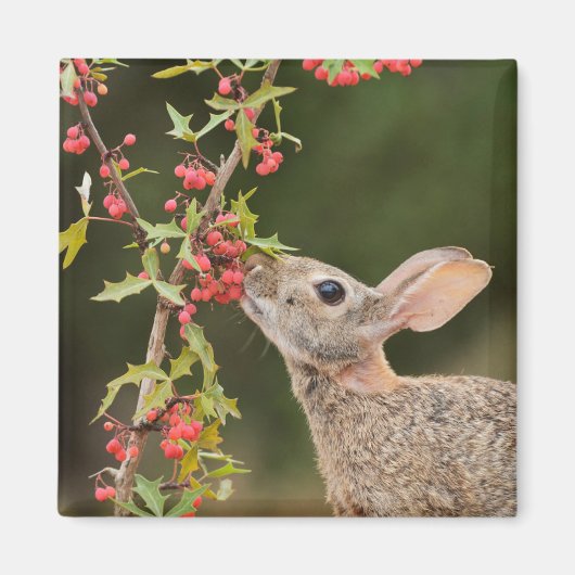 Eastern Cottontail | Südtexas Magnet (Vorne)