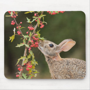 Eastern Cottontail   Südtexas Mousepad