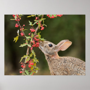 Eastern Cottontail   Südtexas Poster