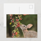 Eastern Cottontail | Südtexas Postkarte (Vorne/Hinten)