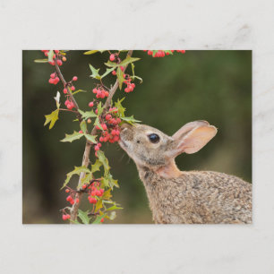 Eastern Cottontail Südtexas Postkarte