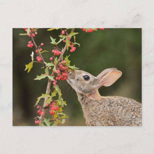 Eastern Cottontail | Südtexas Postkarte (Vorderseite)