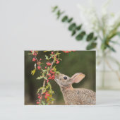 Eastern Cottontail | Südtexas Postkarte (Stehend Vorderseite)
