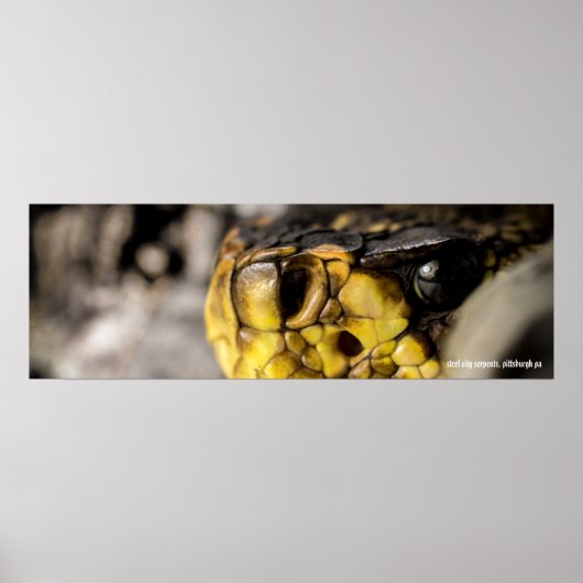 Eastern Diamondback Eye Poster (Vorne)