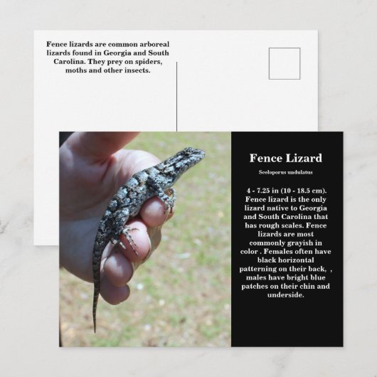 Eastern Fence Lizard Sc Wildlife Postkarte (Vorne/Hinten)