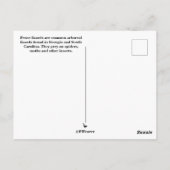 Eastern Fence Lizard Sc Wildlife Postkarte (Rückseite)