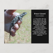 Eastern Fence Lizard Sc Wildlife Postkarte (Vorderseite)