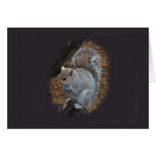 Eastern Gray Eichhörnchen - Sciurus carolinensis