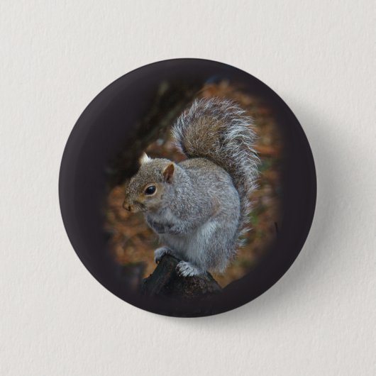 Eastern Gray Eichhörnchen - Sciurus carolinensis Button (Vorderseite)
