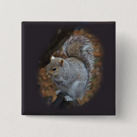 Eastern Gray Eichhörnchen - Sciurus carolinensis Button (Vorderseite)
