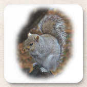 Eastern Gray Eichhörnchen - Sciurus carolinensis Untersetzer (Vorderseite)